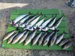 沖一文字夜通し釣りで良型イサギ&ゴマサバなど