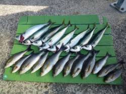 沖一文字夜通し釣りで良型イサギ&ゴ…