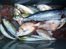 沖一文字夜通し釣りで良型イサギ&ゴマサバなど