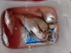 三尾の磯でのフカセ釣果 良型マダイのバラシあり