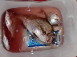 三尾の磯でのフカセ釣果　良型マダイのバラシ…