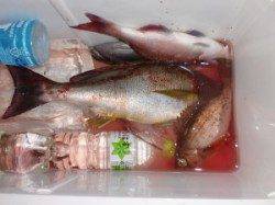 のこぎりでイサギ40cmなど　半夜＆通しのカゴ釣り釣果です