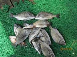 一文字前イカダ2号でチヌ一人6〜11枚