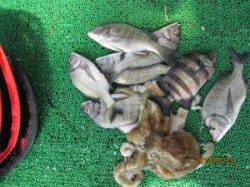 一文字前イカダ2号でチヌ一人6〜11枚