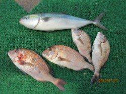 お子様もばっちり楽しめます♪　田井の海上釣り堀