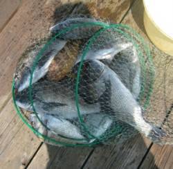 音海のイカダ、チヌが好調！44cmを頭に8…