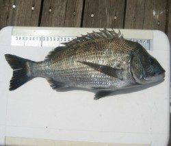 音海のイカダ、チヌが好調!44cmを頭に8匹