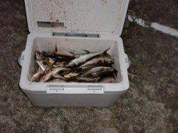 茶釜で四通しフカセでアジ、クーラーいっぱいです！