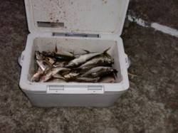 茶釜で四通しフカセでアジ、クーラーいっぱい…