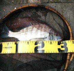 大丹生イカダに様子を見に、これからに期待です