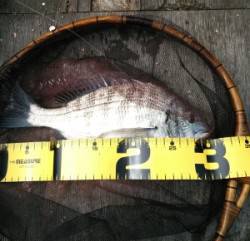 大丹生イカダに様子を見に、これからに期待で…