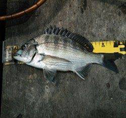 大丹生イカダに様子を見に、これからに期待です