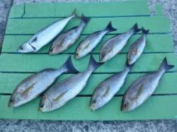 沖一文字内向き、夜通し釣りでイサギにゴマサ…