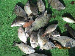 一文字前イカダでチヌ釣り！チヌは13枚釣れました