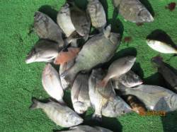 一文字前イカダでチヌ釣り！チヌは13枚釣れ…