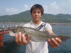 須磨海づり公園　シラサエビのウキ流し釣りで…