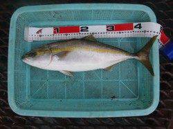 須磨海づり公園　のませ釣りでハマチ49.5cm