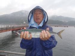 須磨海づり公園　ウキサビキでサバ43cm