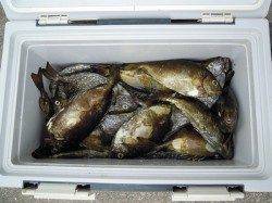 湯浅の磯のフカセ釣り　アイゴとマダイの釣果