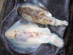 湯浅の磯のアオリイカ　エギング&ヤエンでの釣果