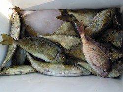 湯浅の磯のフカセ釣り　アイゴとマダイの釣果