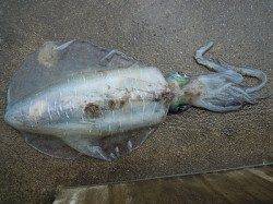 【6日】キロアップも出ています！ヤエンでのアオリ釣果