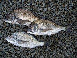 紀州釣りで良型のチヌ　湯浅の磯で