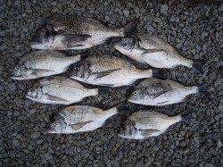 湯浅の磯での紀州釣りで良型チヌ8枚！