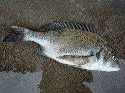 湯浅　フカセ釣りチヌ36cm　餌はボイル