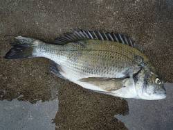 湯浅　フカセ釣りチヌ36cm　餌はボイル