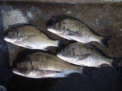 湯浅の磯で紀州釣り　チヌ41cmを頭に4枚