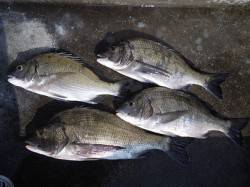 湯浅の磯で紀州釣り　チヌ41cmを頭に4枚…