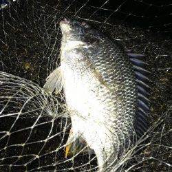 大阪南港周辺河口エリアで良型キビレを短時間で連続キャッチ