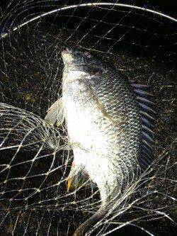 大阪南港周辺河口エリアで良型キビレを短時間で連続キャッチ