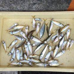 マリーナシティ海釣り公園　サビキでアジ入れ食いでした♪