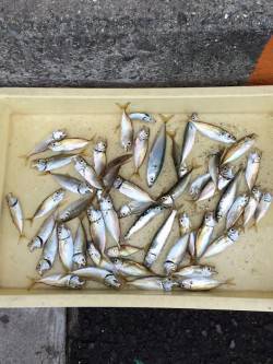 マリーナシティ海釣り公園　サビキでアジ入れ…