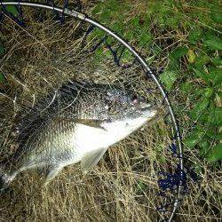 大阪南港周辺河口エリアで良型キビレを短時間で連続キャッチ