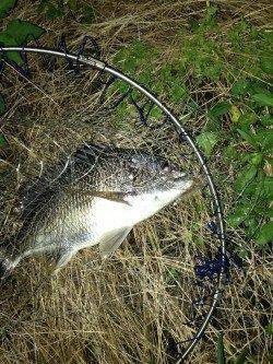 大阪南港周辺河口エリアで良型キビレを短時間で連続キャッチ