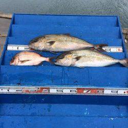 マリーナシティ海洋釣り堀　雨の中カンパチ釣れました♪