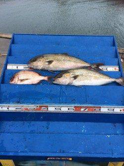 マリーナシティ海洋釣り堀　雨の中カンパチ釣れました♪