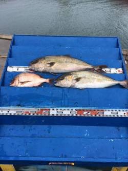 マリーナシティ海洋釣り堀　雨の中カンパチ釣…