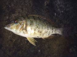 見草周辺の夜釣りで大物狙いのフカセ ハマフエフキの釣果 和歌山県 見草漁港 フカセ釣り 陸っぱり 釣り 魚釣り 釣果情報サイト カンパリ