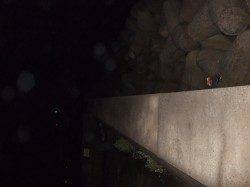 佐野で夜釣り　投げ&ウキ釣りでアジ、キス、アナゴ