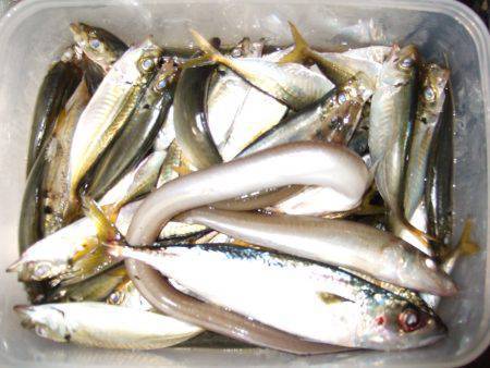 兵突いろいろ釣れました☆サビキでアジ・サバ…