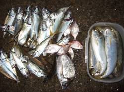 香住西港ウキ釣りでアジなど、東港の投げ釣りではアコウ入れ食い