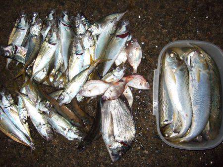 香住西港ウキ釣りでアジなど、東港の投げ釣り…