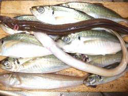 佐野で夜釣り　投げ&ウキ釣りでアジ…