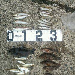 浜坂港キスなどの釣果〜投げ釣り&ノ…