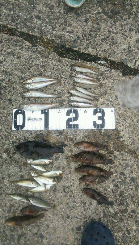 浜坂港キスなどの釣果〜投げ釣り&ノ…