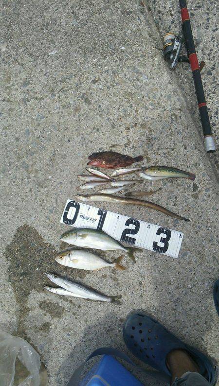 須磨浦漁港にてジグでシオ、のませでツバス、…